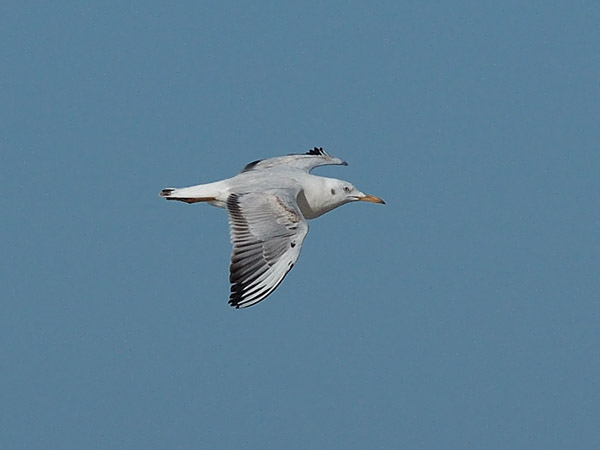 Kaitanokkalokki, Slender-billed Gull, Larus genei